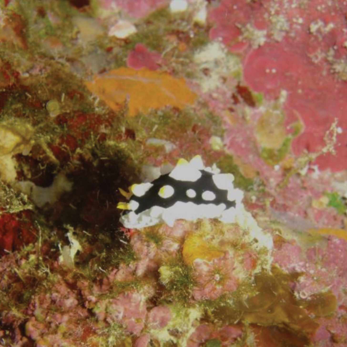 The 'egg-spotted' sea slug In situ on a reef wall overgrown with coralline algae, filamentous green algae, sponges, small hydroids, and serpulids.