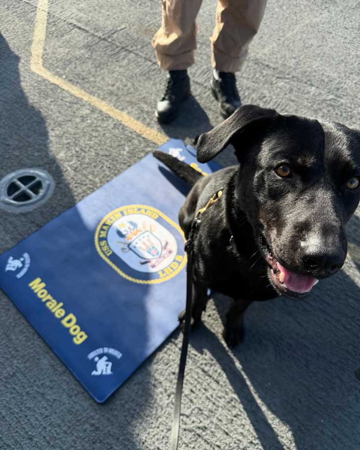 A black lab sits on a blue pad that reads "morale dog."