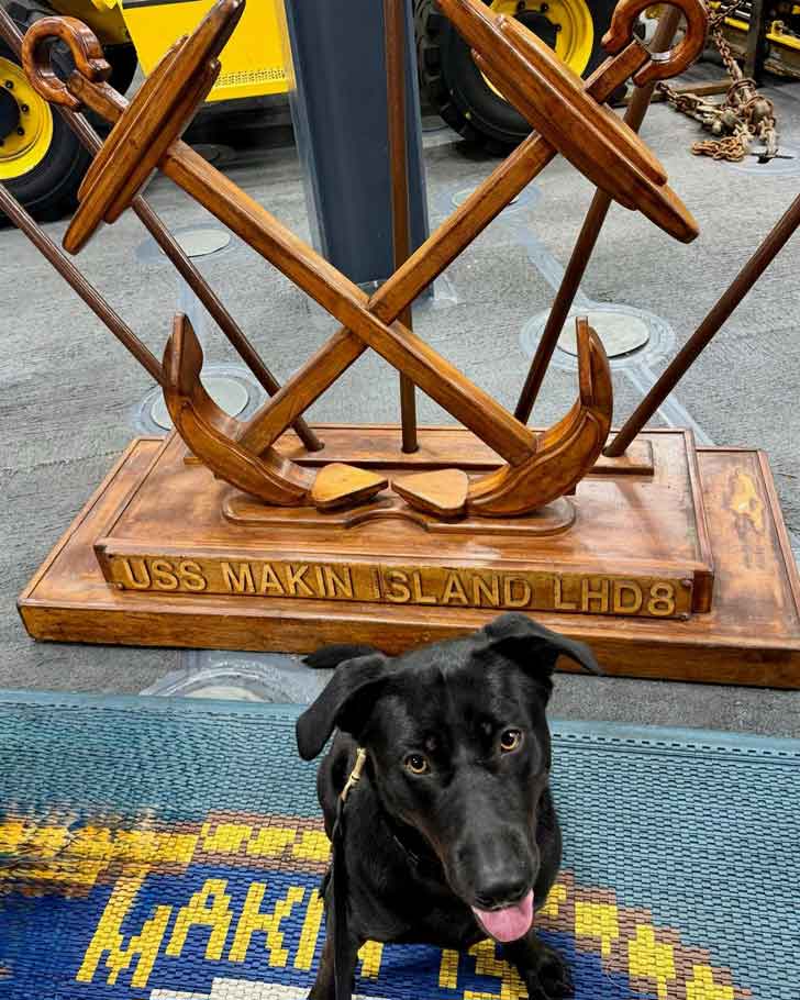 A black lab sits on the US naval ship USS Makin Island