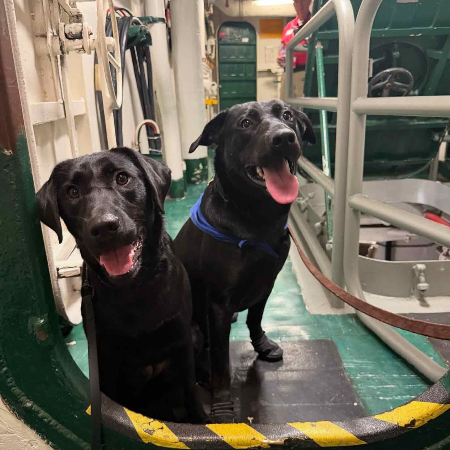 Two black labs sit on a naval ship, smiling