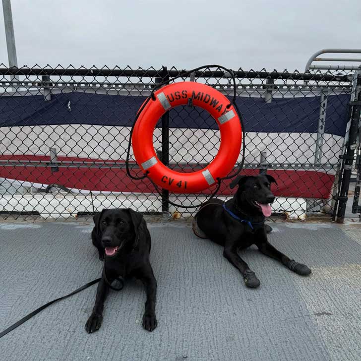 two black labs lay on the deck of a US naval ship called the USS Midway