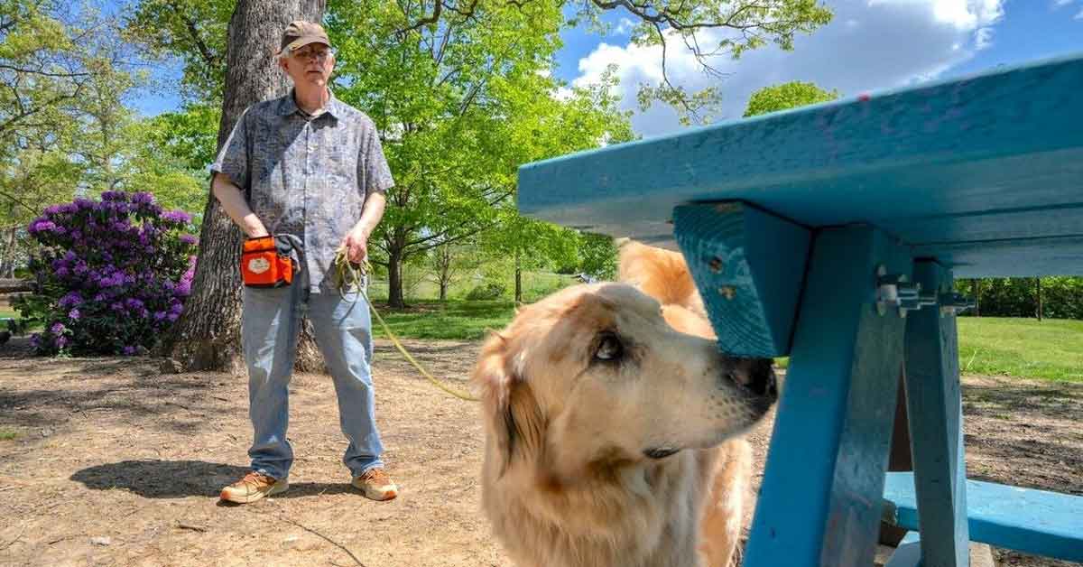 A golden retriever sniffs under a blue picnic table while a handler looks on in the background
