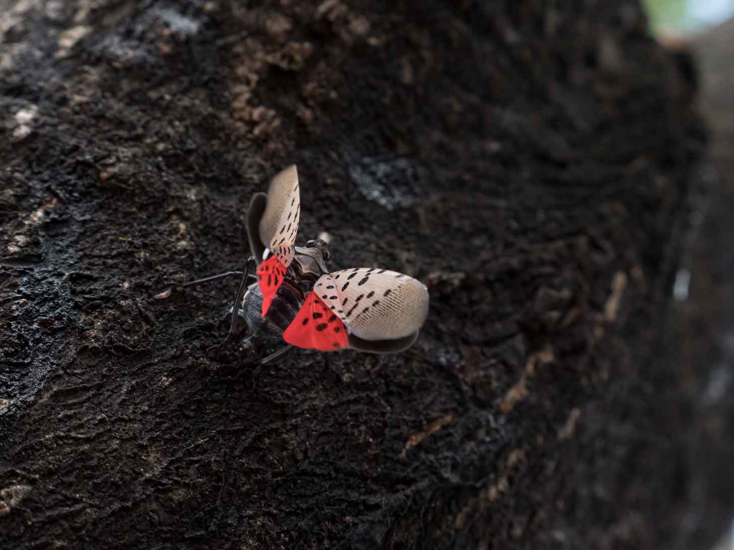 A spotted lantern fly sits on tree bark