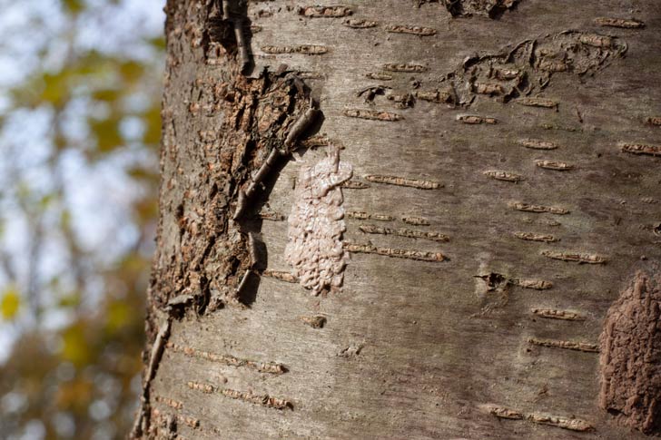 A lanternfly egg mass blends in to a tree trunk's bark