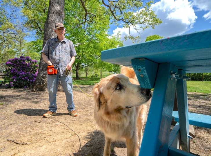 A golden retriever sniffs under a blue picnic table while a handler looks on in the background