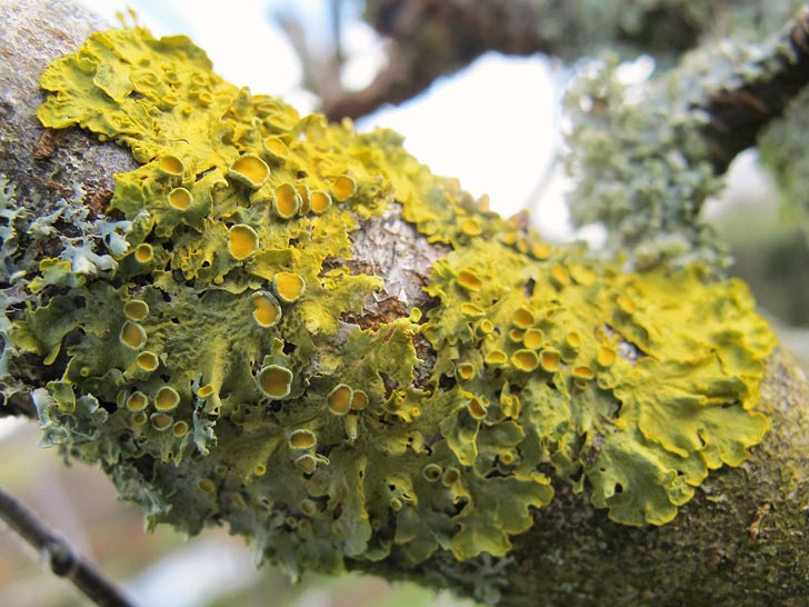 Green lichen on a tree trunk