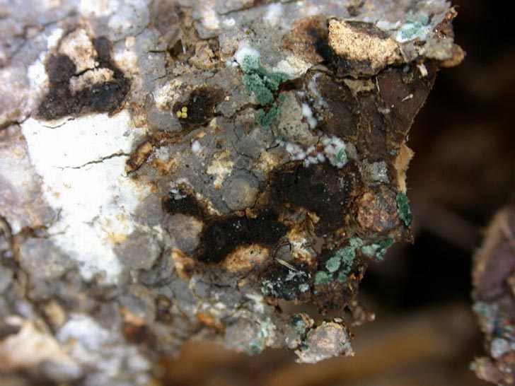Fungus grows on a piece of rotting wood