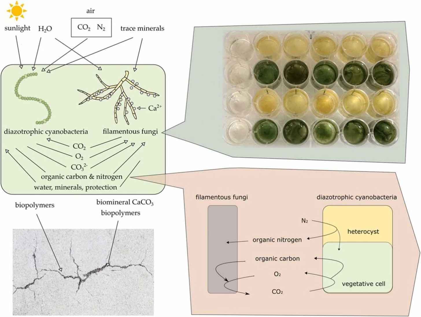 A graphical abstract of a study testing lichen and fungi to create self-healing concrete