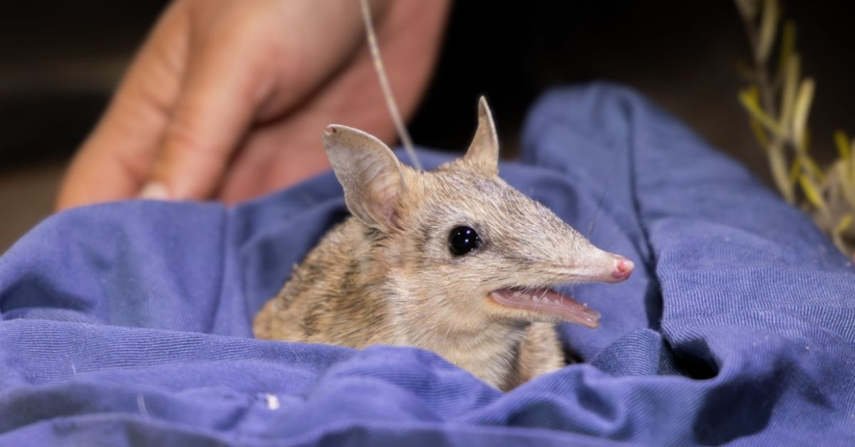 A bandicoot, a small gray marsupial with big ears, sharp teeth, and a long nose, pokes its head out of a blue handtowel. 
