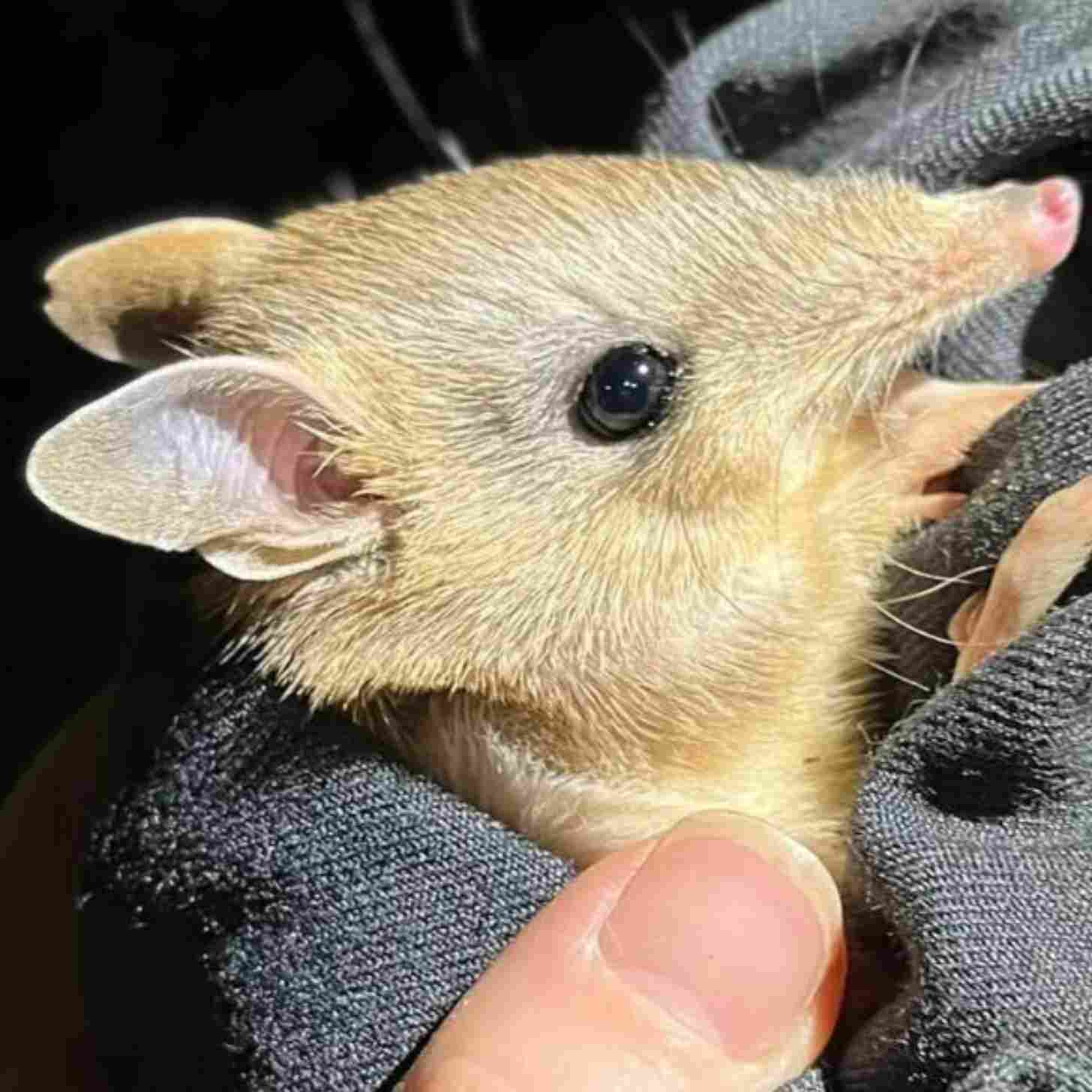 A baby bandicoot, a small cream colored marsupial with big ears, sharp teeth, and a long nose, pokes its head out of a handtowel.