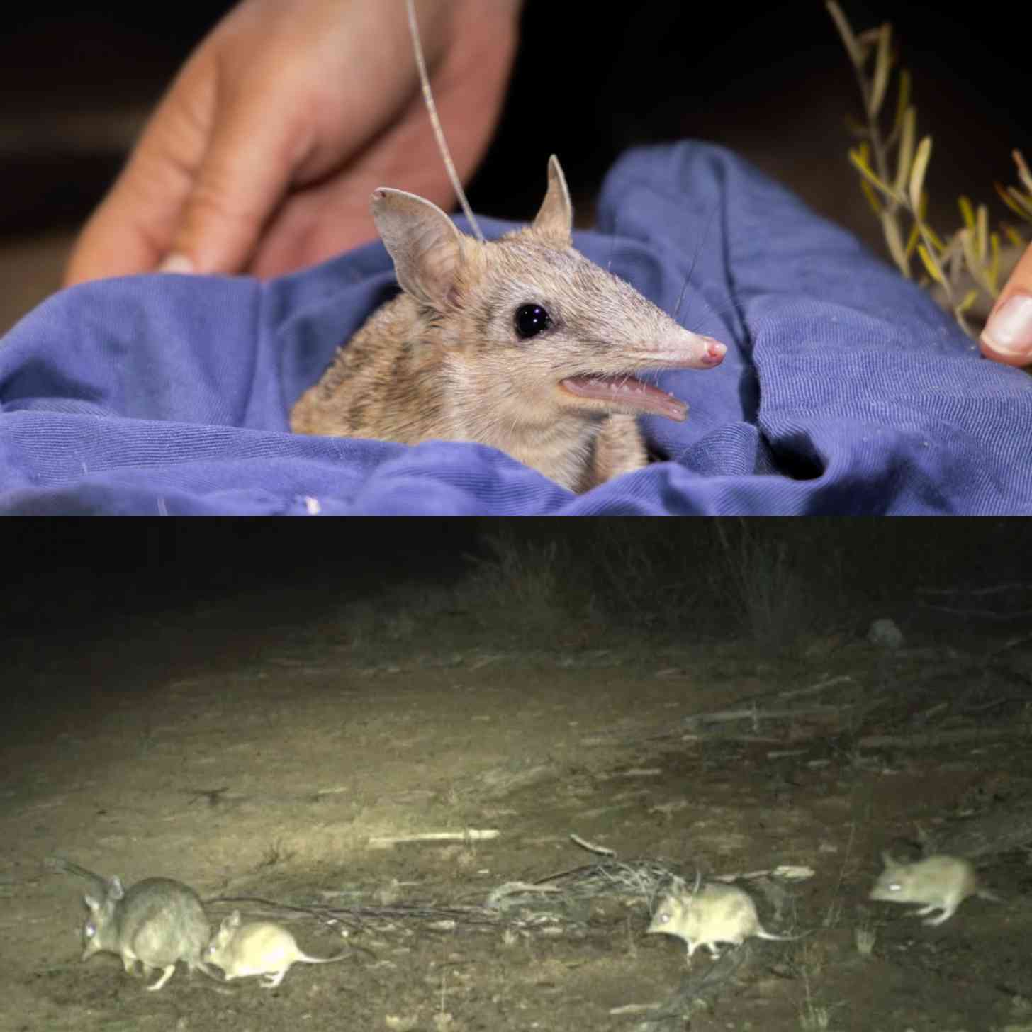 Top: A bandicoot, a small gray marsupial with big ears, sharp teeth, and a long nose, pokes its head out of a blue handtowel. Bottom: a blurry trail camera photo of a mom and tree baby bandicoots wandered a nature preserve