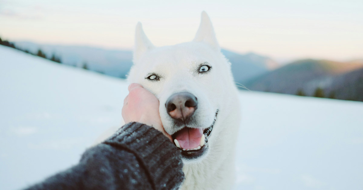 A white siberian husky leans into its owners hand on a mountain