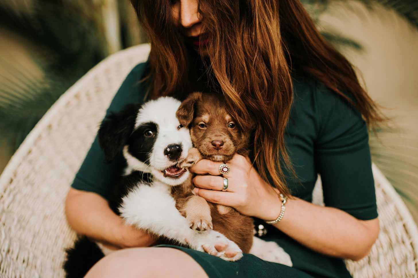 A woman cuddles two Australian shepherd puppies in her arms