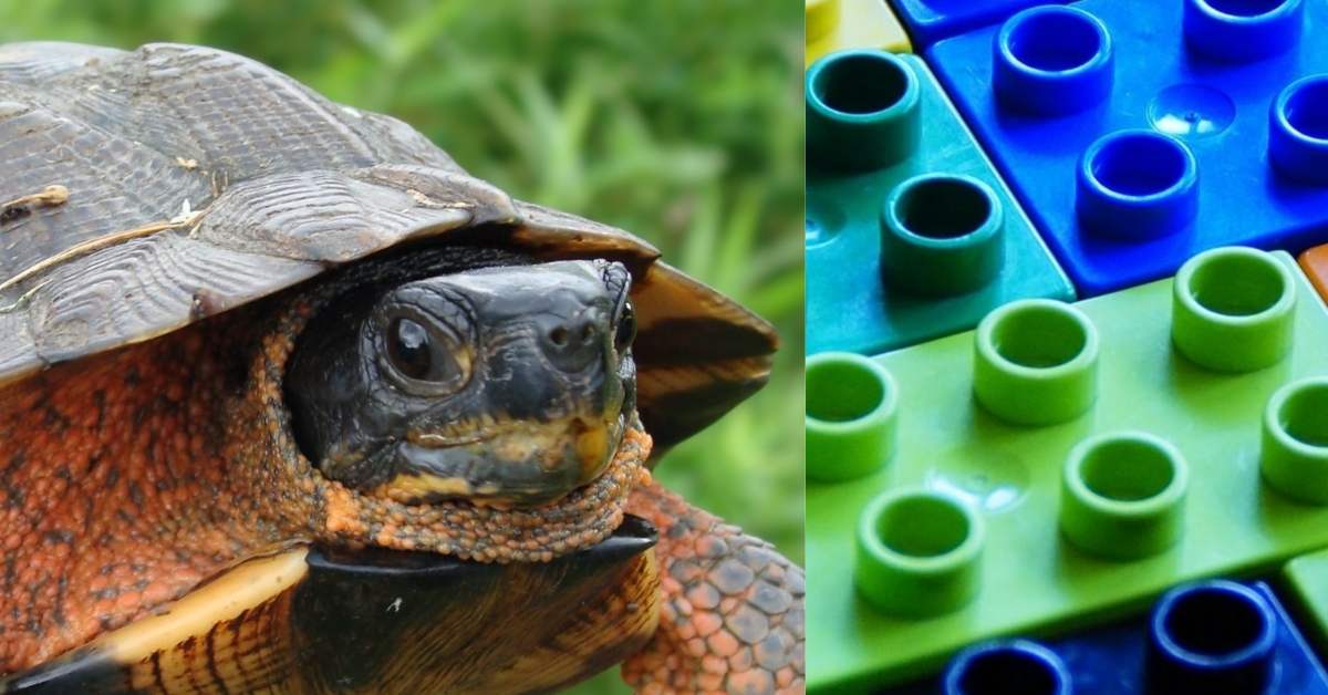 On the left, a stock image of a small wood turtle. On the right, a pile of assorted LEGO bricks.