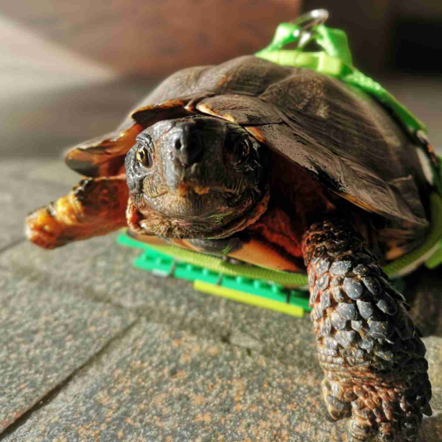 Root, a wood turtle, looks up the camera as he rests on his green LEGO harness