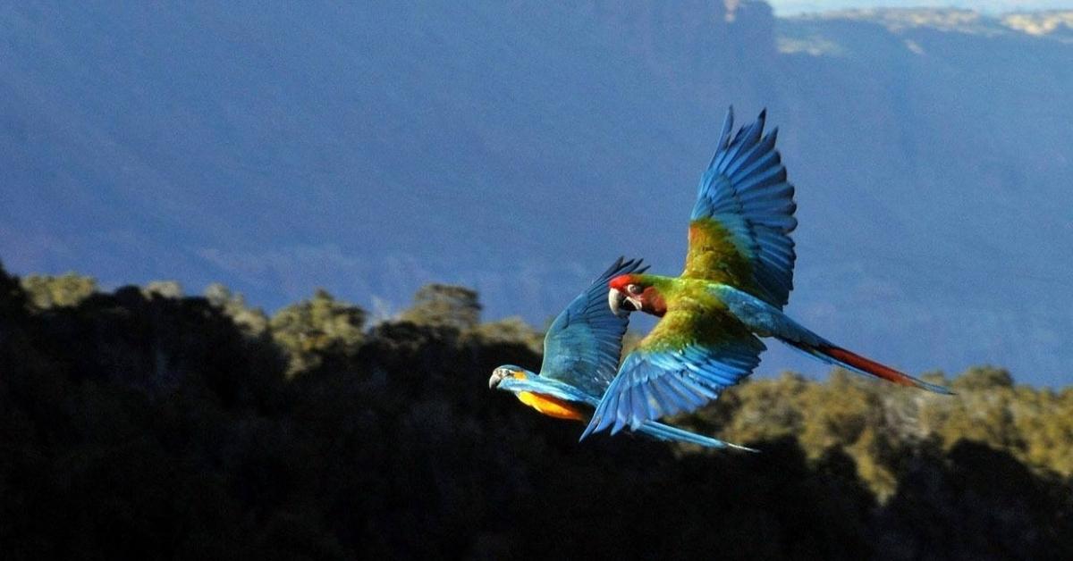 Blue-and-yellow macaws during training