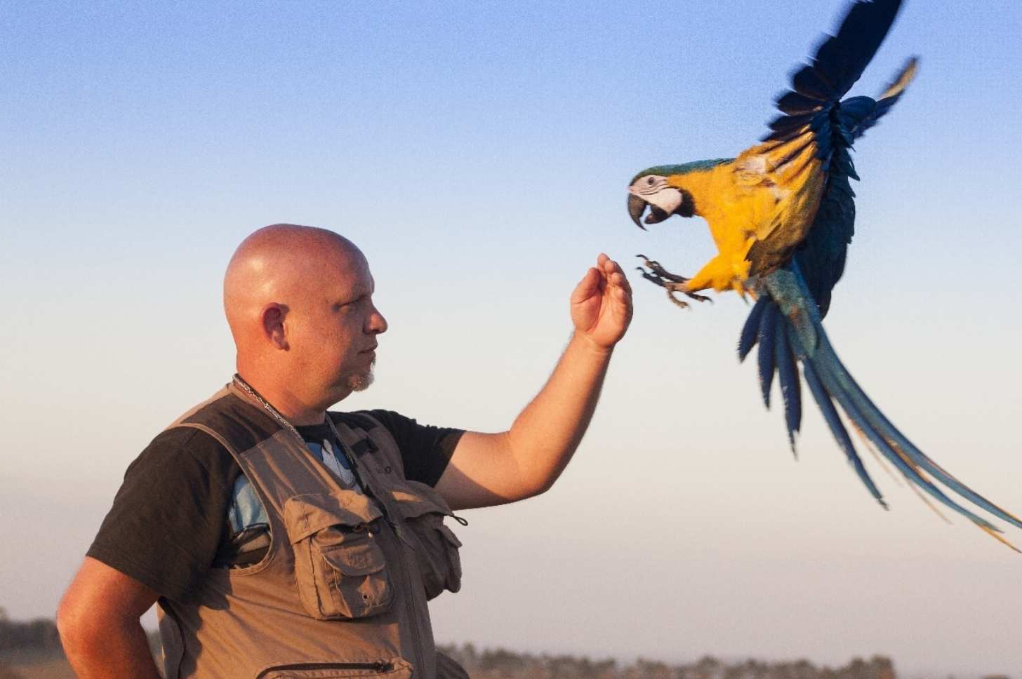 A macaw readies itself to land on the hand of a man