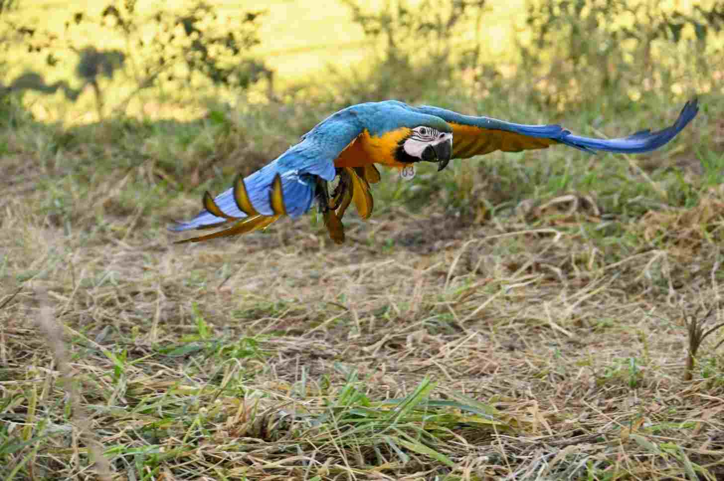 A macaw flies low, near a grassy ground