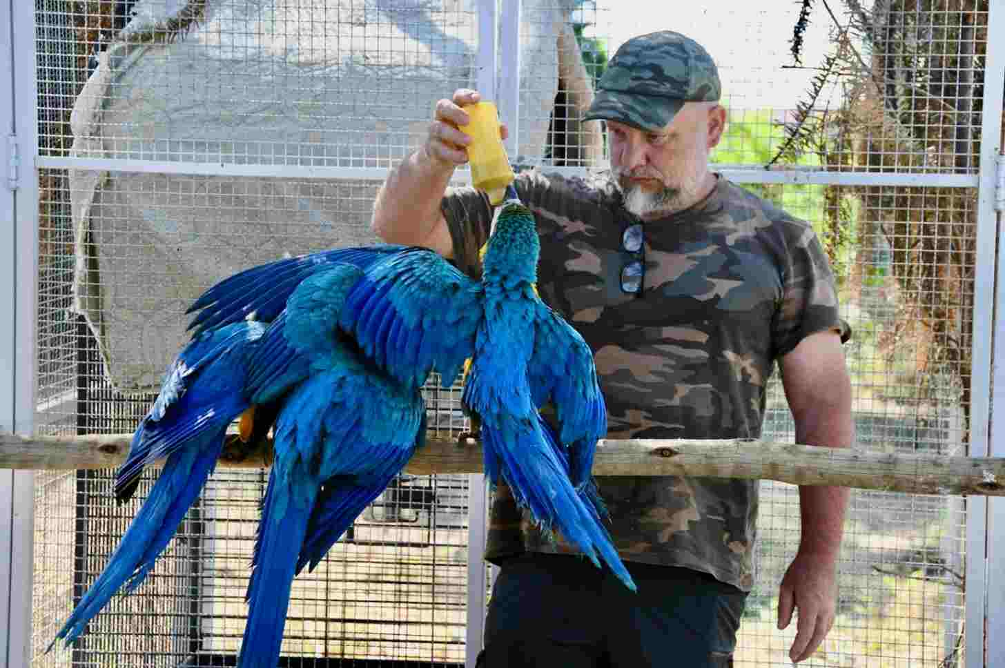 A man feeds a macaw with a bottle feeder