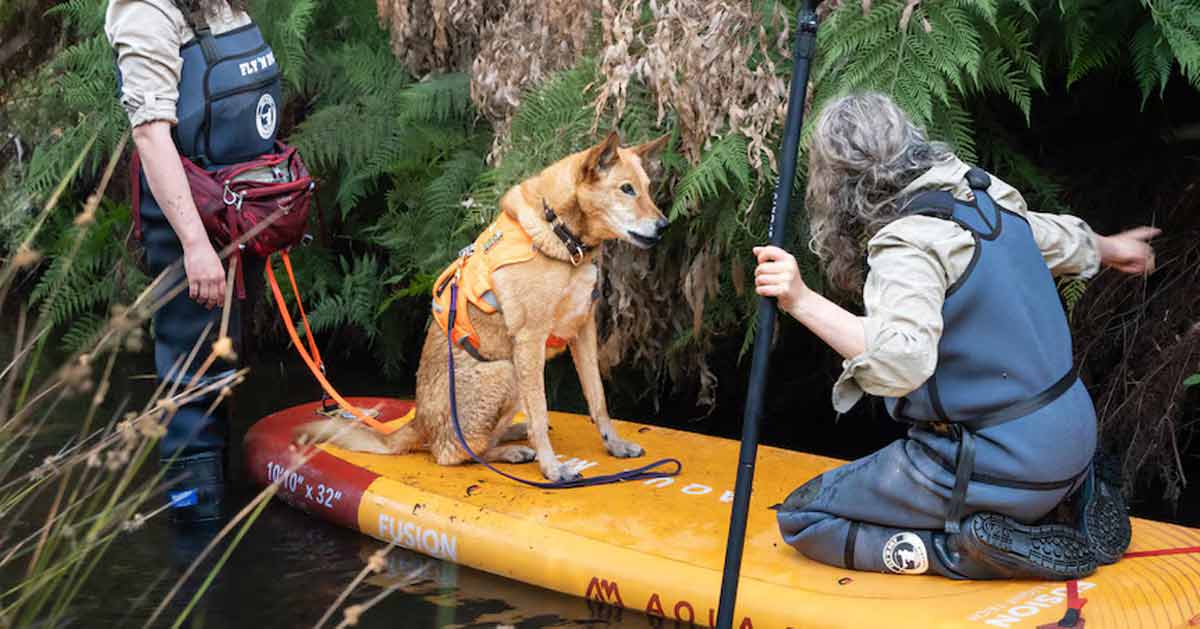 A kelpie dog on an orange paddleboard in a creek in Australia is accompanied by two female researchers pointing in the direction of a wooded area