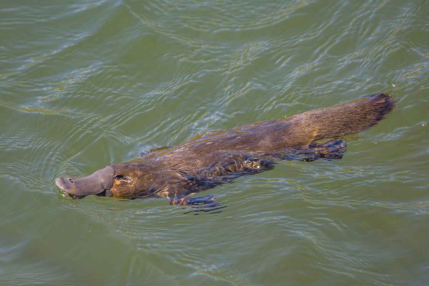 A platypus swims in water