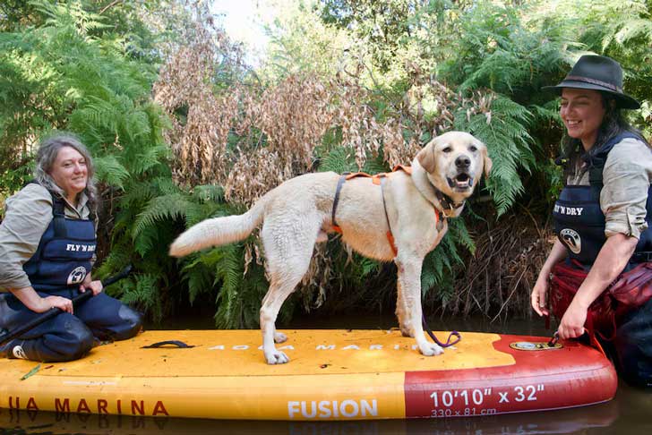 A yellow labrador retriever stands on a yellow and red paddleboard, sandwiched between two handlers, in a creek in Australia