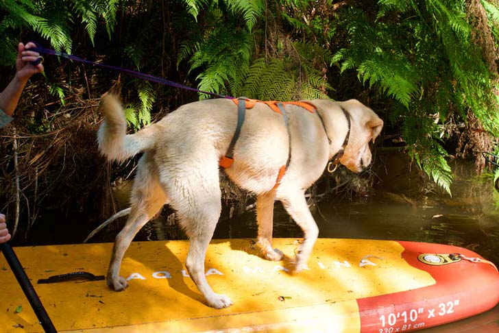 A yellow Labrador on a yellow and red paddleboard points his nose in the direction of a platypus
