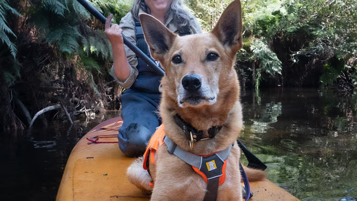 A kelpie mix dog sits on a paddleboard in front of a human handler in a creek in Australia