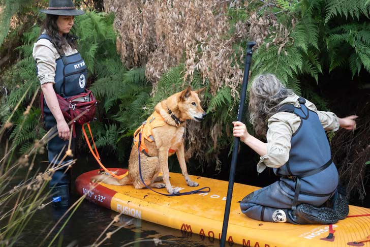A tan Kelpie dog sits on a paddleboard and receives instructions from handlers