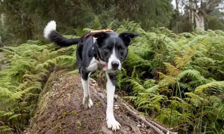 A border collie walks along a log in a green forest