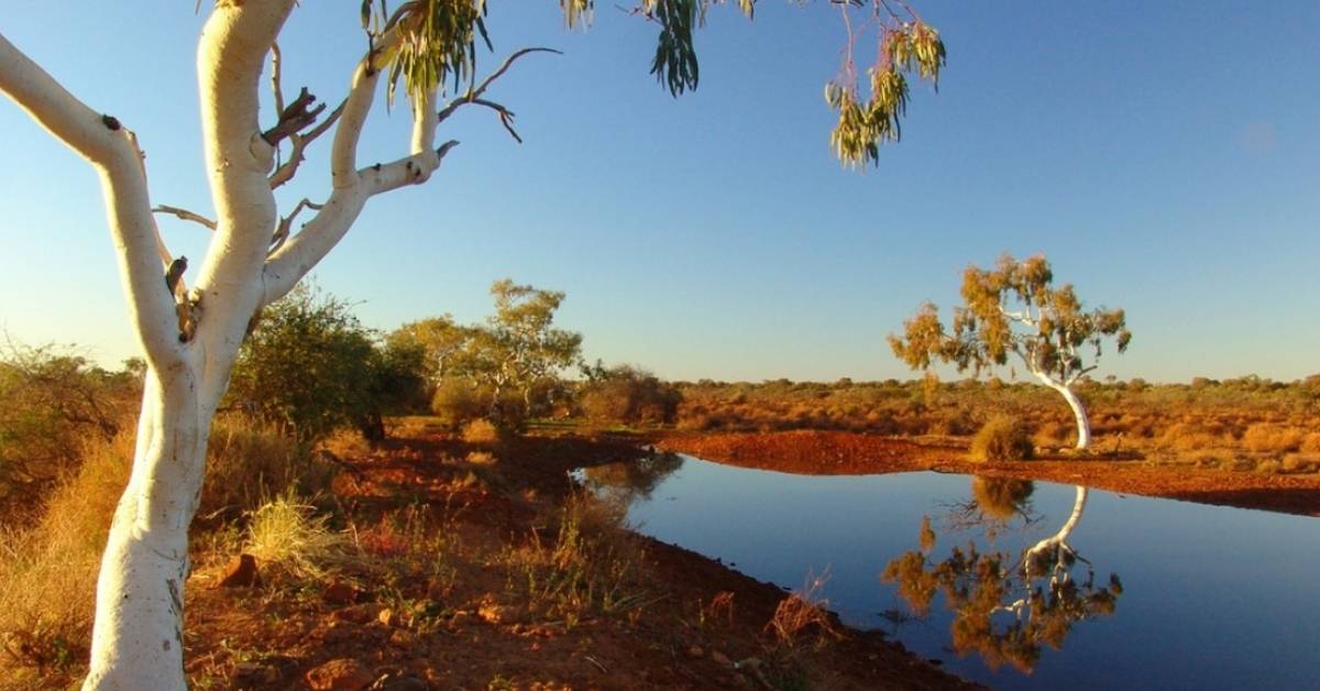 A beautiful photo of the Western Australian outback. The sky is blue, the ground is golden, brown, and two white trees stand opposite a small lake. 