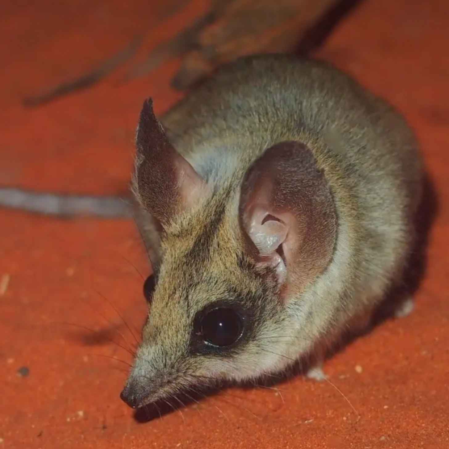 A kultarr: a small mouse-like marsupial with rounded ears, narrow face, and long tail.