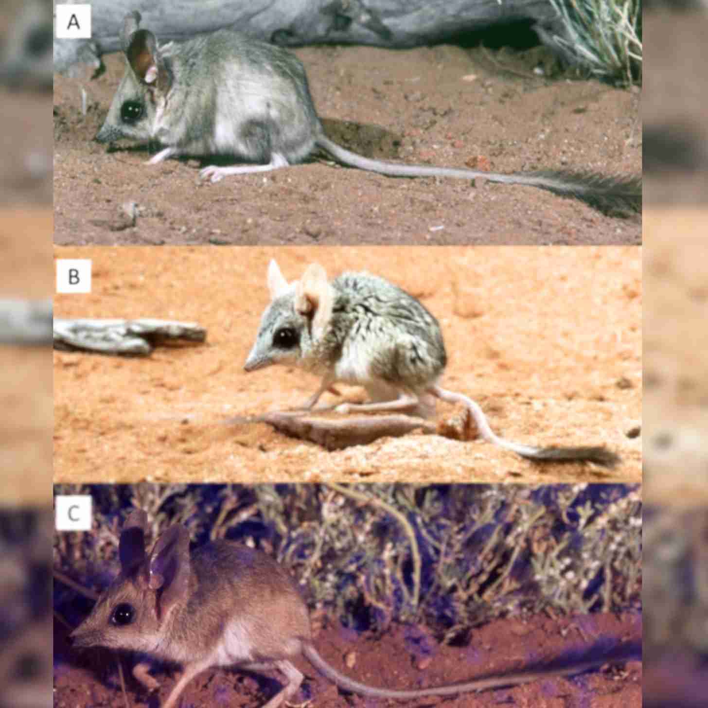 Three kultarrs in pictures (from top to bottom, A to C): A. Antechinomys auritus, B. A. laniger, C. A. spenceri