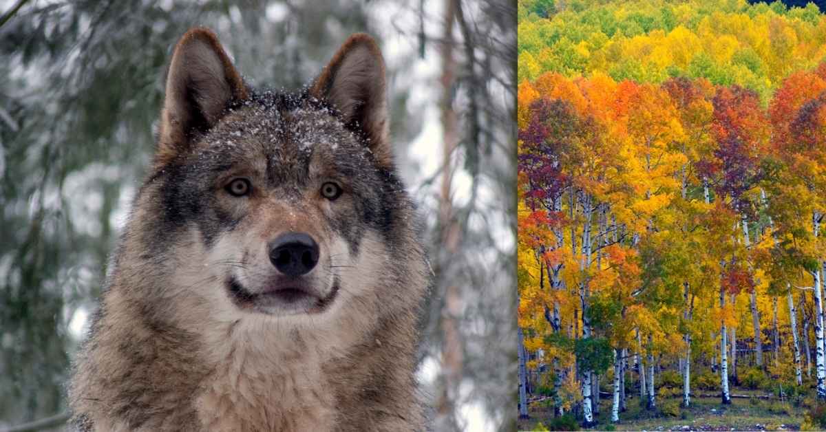 On the left: a gray wolf emerging from a treeline. On the right: the golden foliage of aspen trees. 