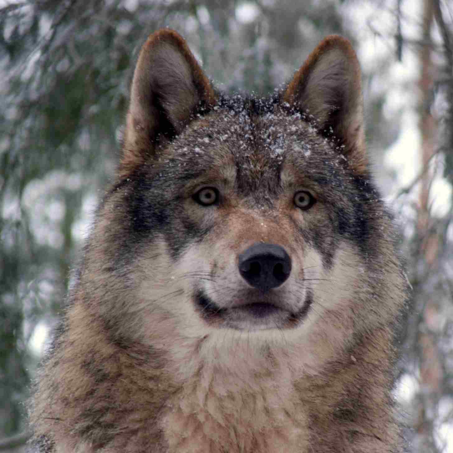 A gray wolf emerging from a tree line
