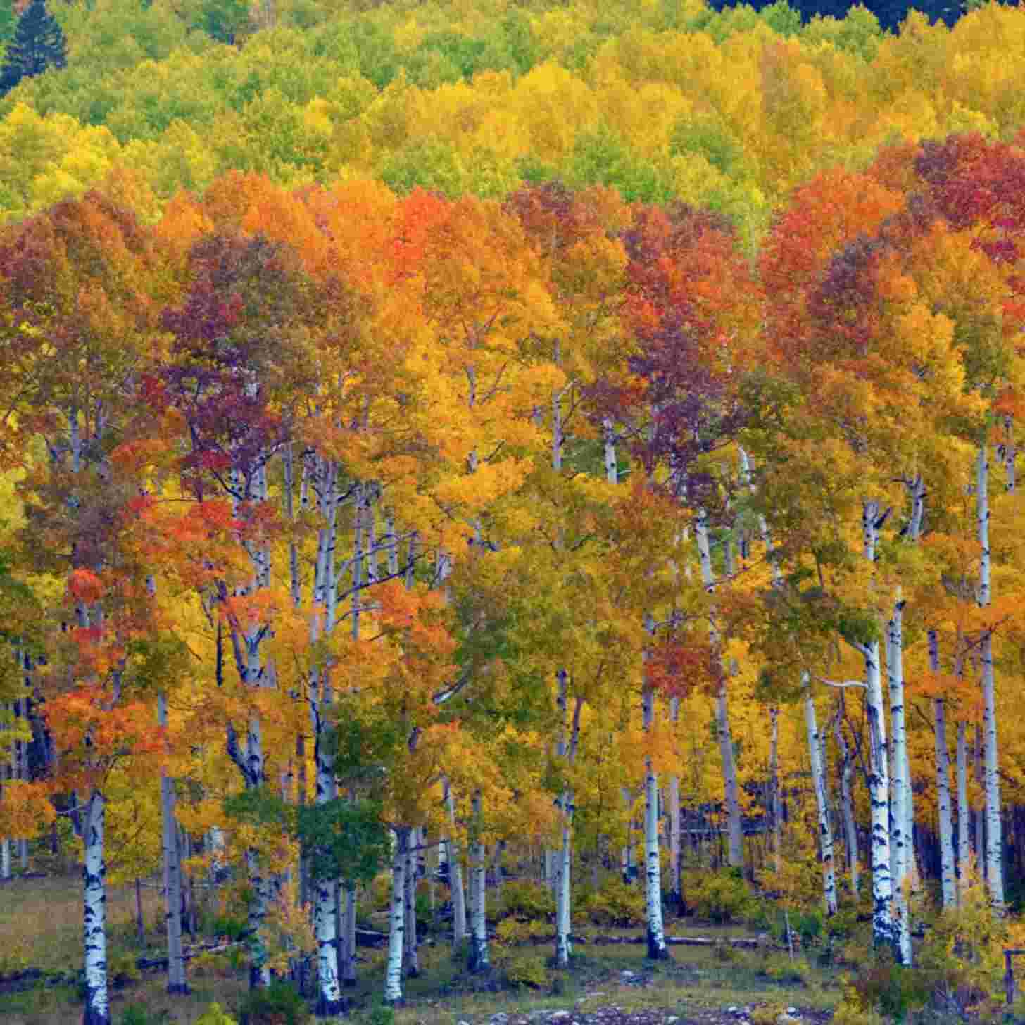 The golden foliage of an aspen forest