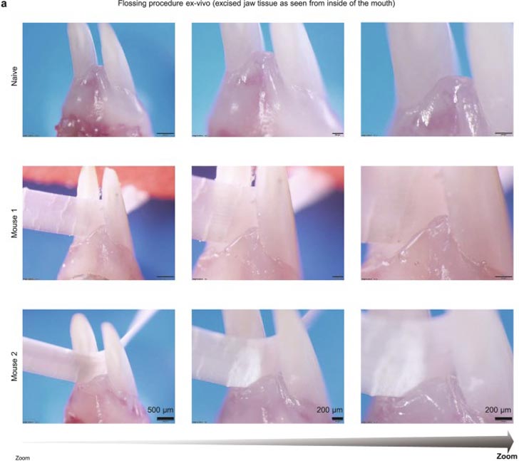 Nine images of a piece of dental floss in between the teeth of a lab mouse