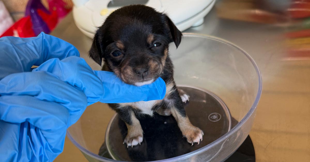 A tiny black and brown puppy sits in a glass bowl on top of a scale, with a vet's blue latex glove under his chin