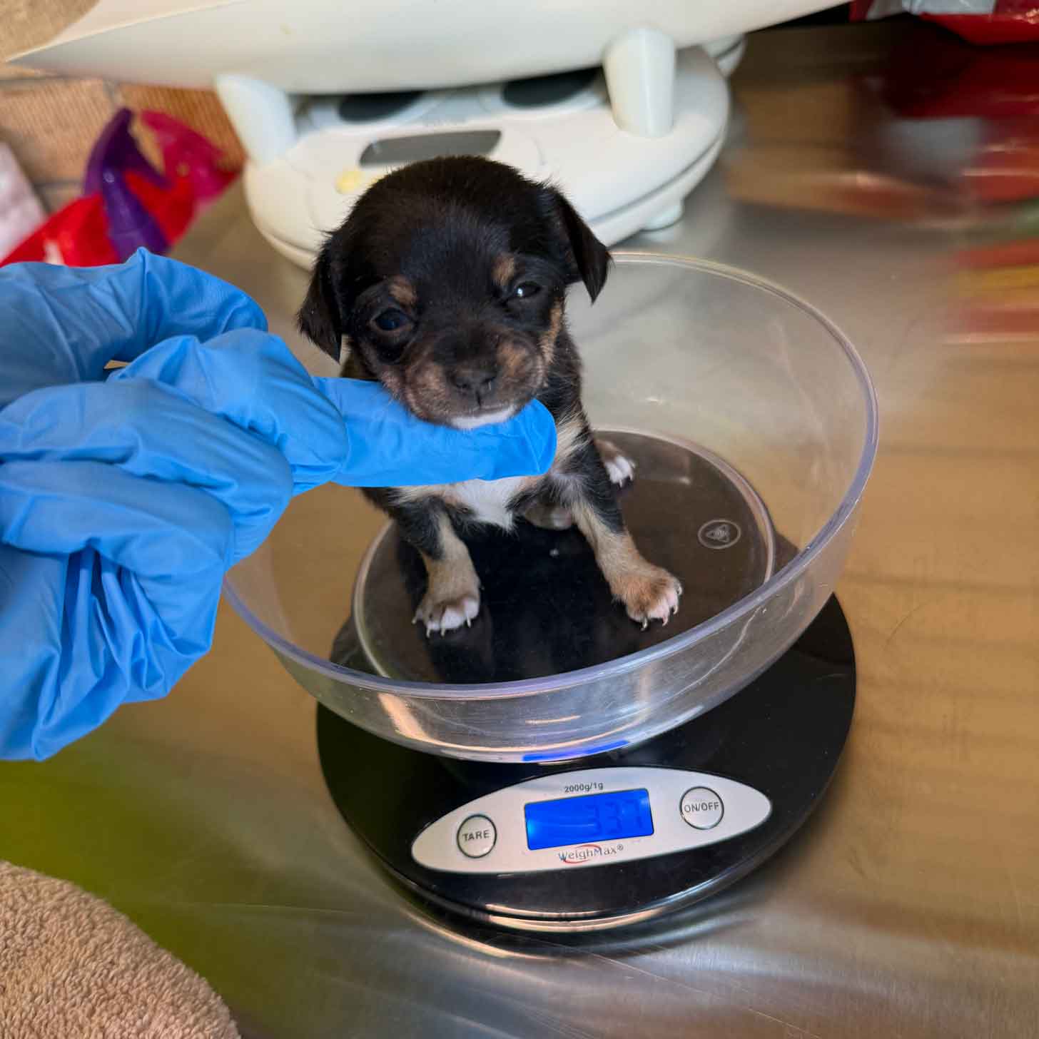 A tiny black and brown puppy sits in a glass bowl on top of a scale, with a vet's blue latex glove under his chin