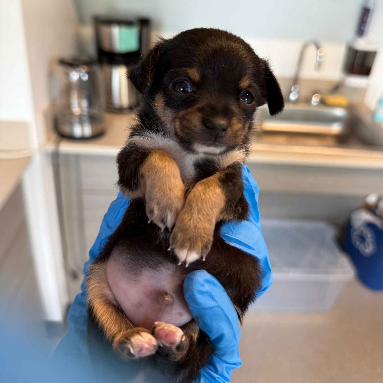 A blue latex glove of a veterinarian holds up a tiny black and brown puppy