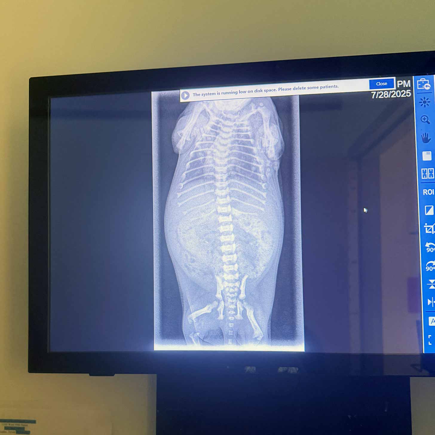 An X-Ray of a small puppy's intestines