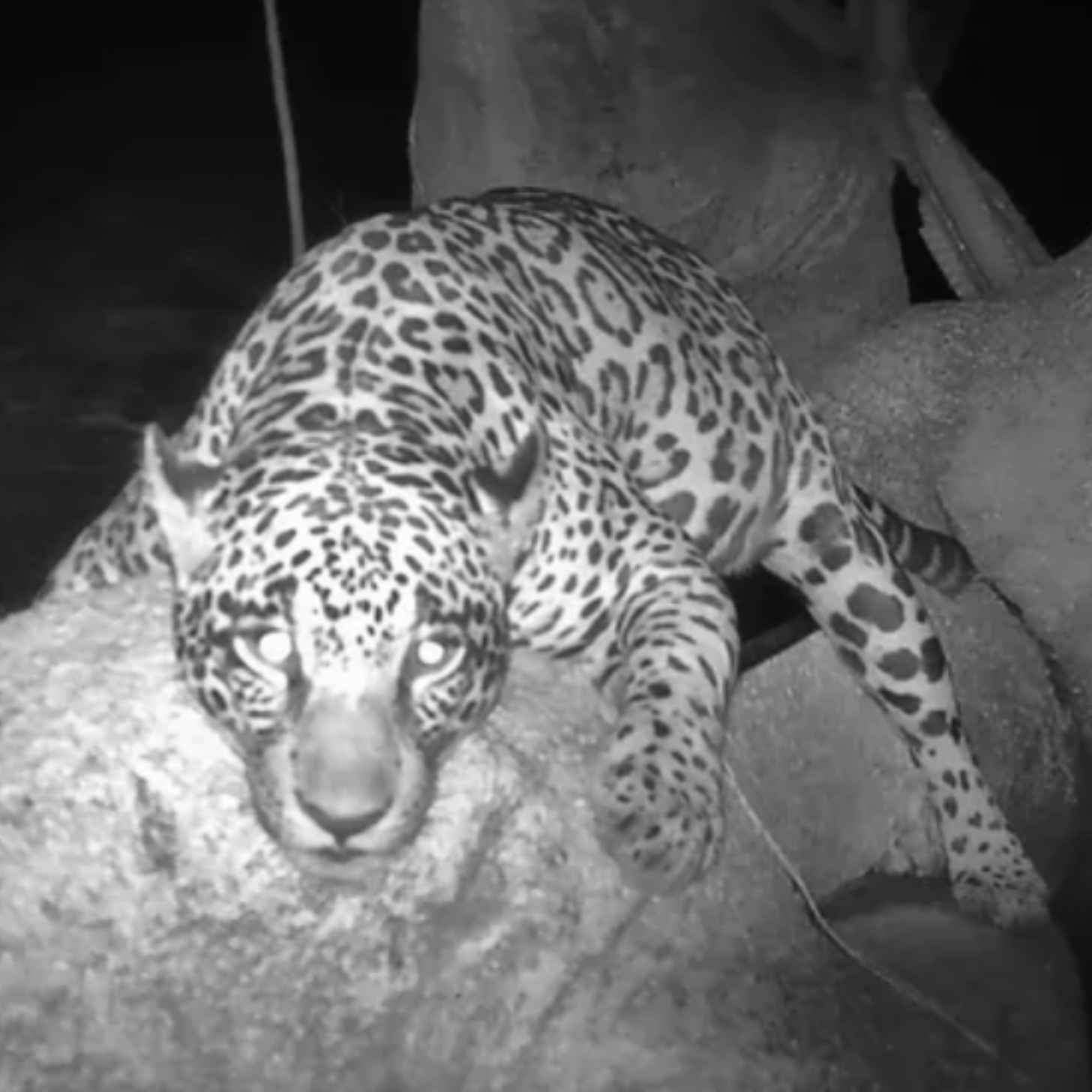 Black and white trail camera footage of a jaguar splayed out on a tree limb on a mat.