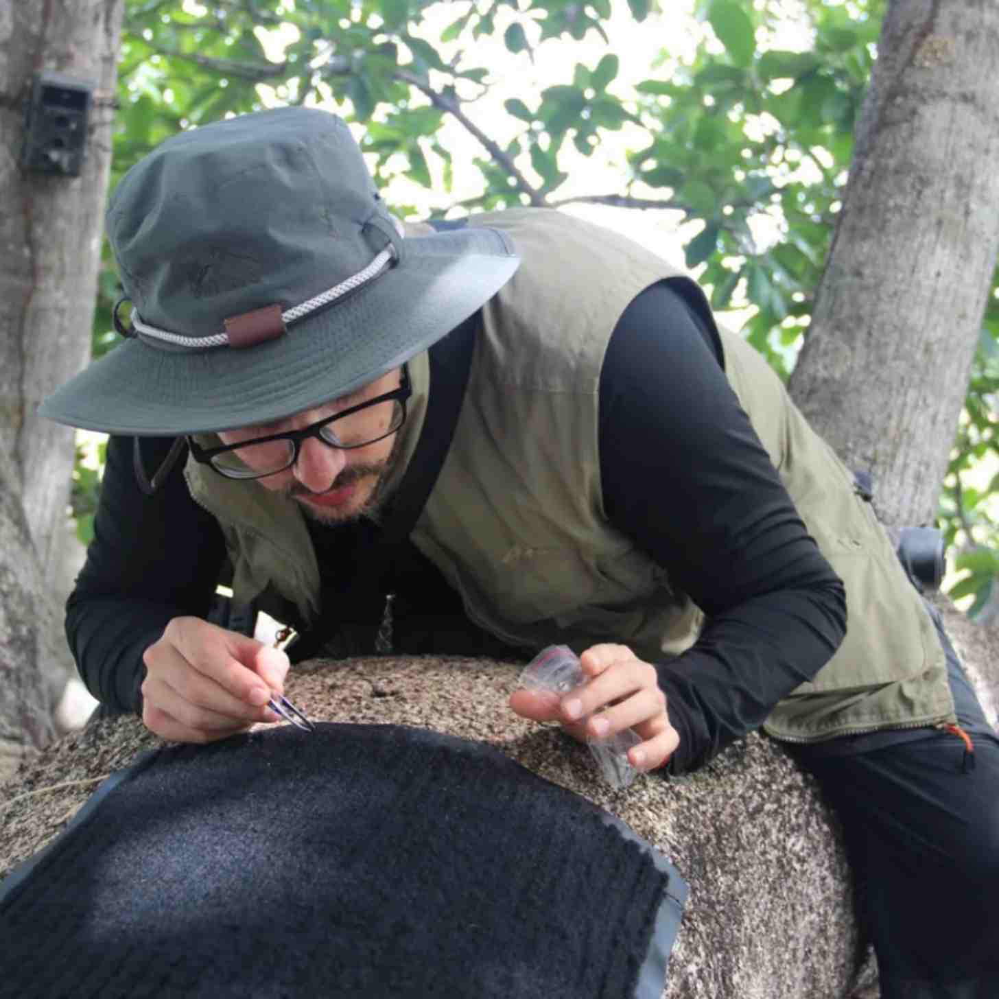 A man with a bucket hat on and glasses picks samples of hair out of a black mat while laying face down on a tree limb.