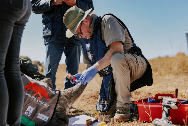 A man drops radioactive isotopes onto the horn of a sedated rhino in South Africa