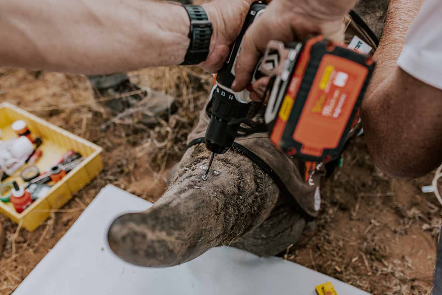 A close-up of a drill poking a hole into a rhino horn