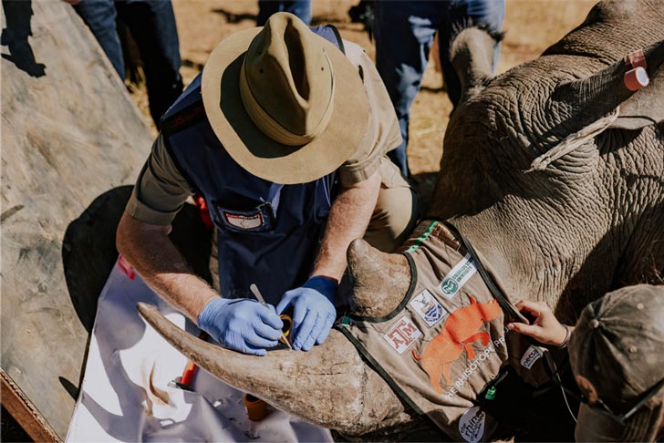 A scientist pokes a hole in the horn of a sedated rhino in South Africa