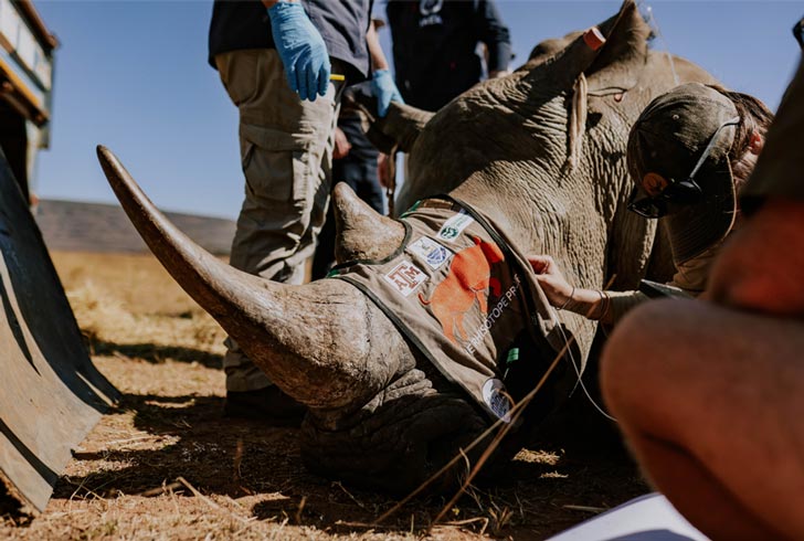 A sedated Rhino is surrounded by researchers in South Africa