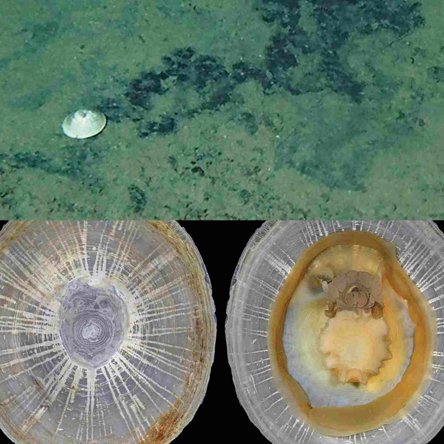 2 images. Up top, a small white mushroom looking sea snail on the sea floor. Below, the close-ups of the animal. 