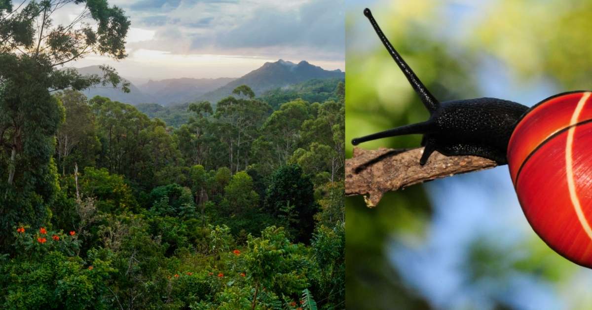 On the left, the subtropical forests of eastern Cuba. On the right, a Polymita tree snail with a bright orange snail climbs on a branch. 