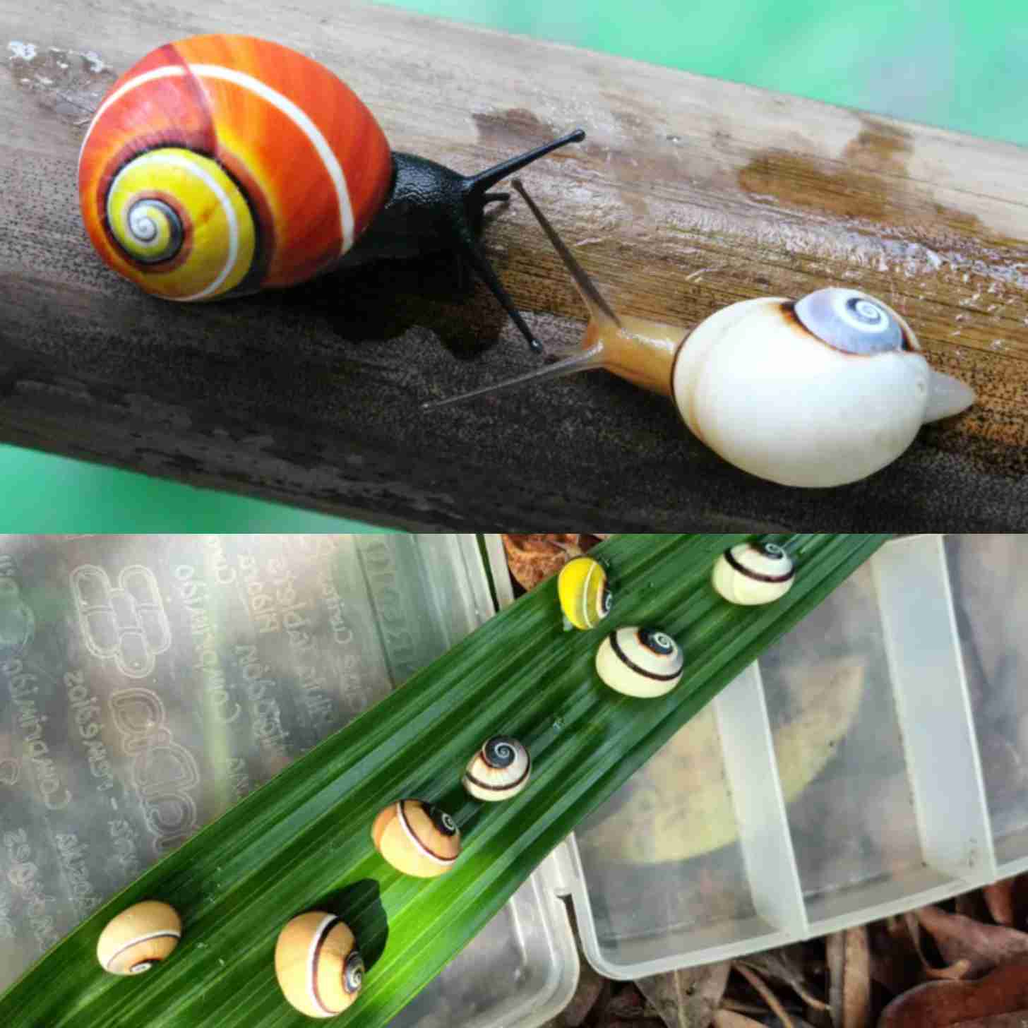 Up top: a bright orange shelled polymita tree snail on the same log as a white polymita tree snail. Below, a line of snails sit on a palm frond.